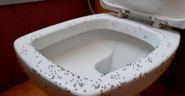 Des fourmis dans la salle de bain, voici comment se débarrasser de ce problème ennuyeux