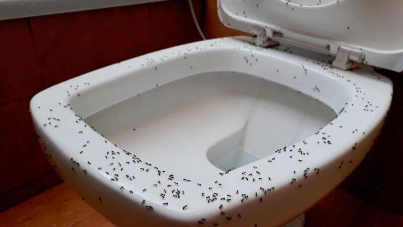 Des fourmis dans la salle de bain, voici comment se débarrasser de ce problème ennuyeux