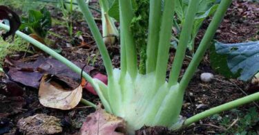 Le fenouil, le cultiver fin septembre : la bonne façon de le repiquer