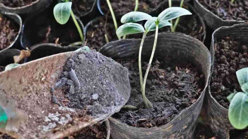 Répandez des cendres sur vos plantes et les résultats sont garantis : que se passe-t-il ?