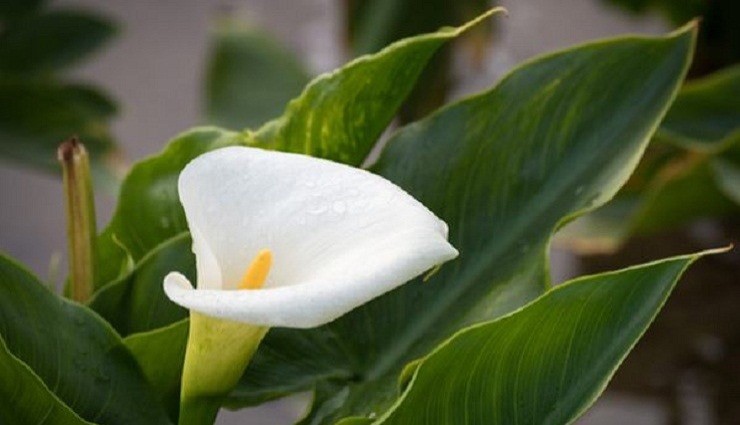 Calla luxuriante et saine avec une poignée de cet ingrédient : jamais eu autant de succès.