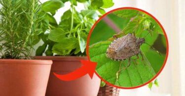 Evitez ces plantes, elles introduisent beaucoup d'insectes dans la maison : en voici quelques-uns