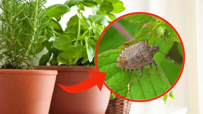 Evitez ces plantes, elles introduisent beaucoup d'insectes dans la maison : en voici quelques-uns