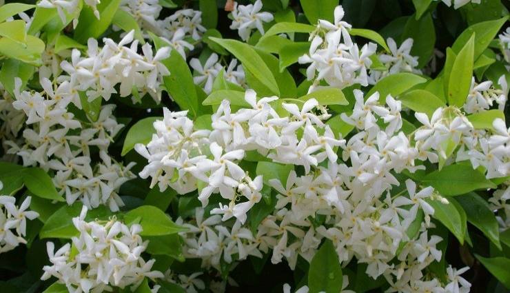 jasmin