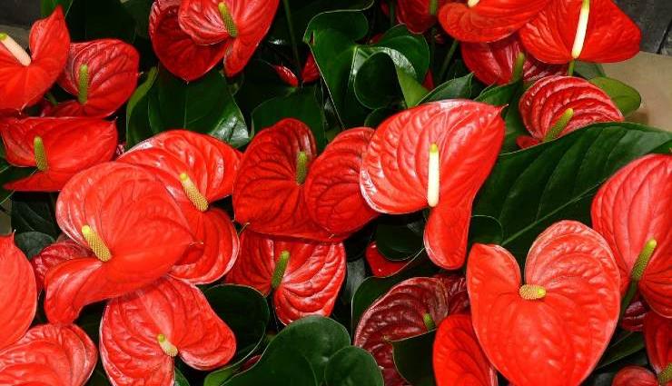 L'anthurium beau et luxuriant, l'ingrédient secret des pépiniéristes, c'est justement cela