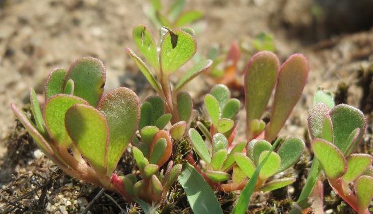 Ne l'arrachez pas si vous le voyez dans le jardin, il vaut son pesant d'or : malheureusement peu de gens le savent