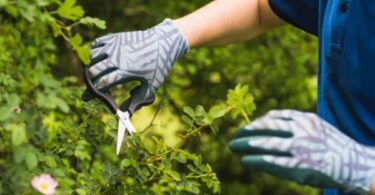 3 plantes à tailler fin février pour un jardin luxuriant