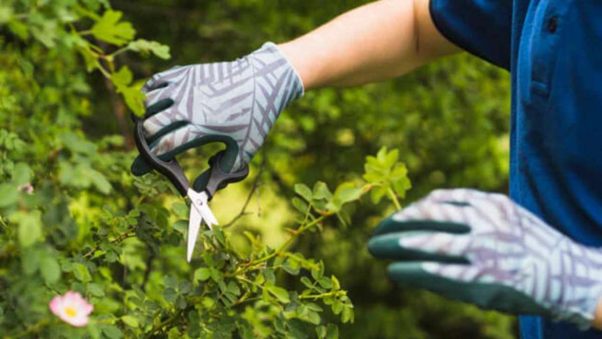 3 plantes à tailler fin février pour un jardin luxuriant