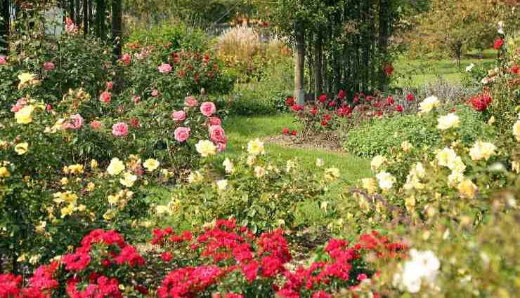 3 plantes à tailler fin février pour un jardin luxuriant