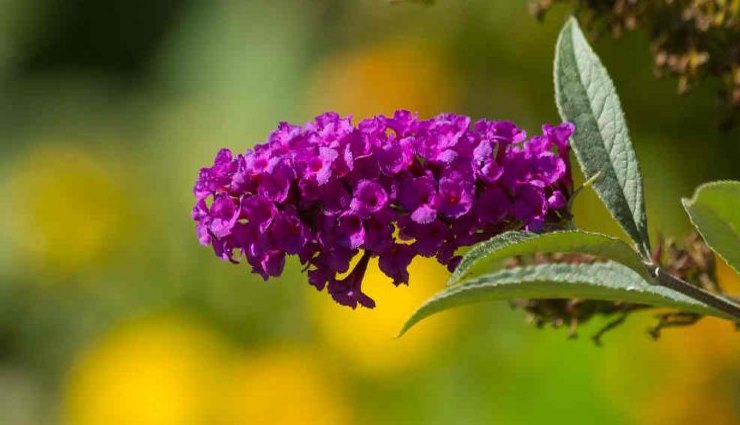 3 plantes à tailler fin février pour un jardin luxuriant