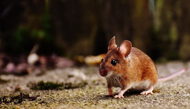 Ces plantes odorantes éloignent les souris de la maison : lesquelles acheter ?