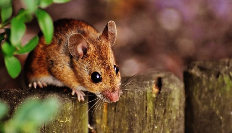 Ces plantes odorantes éloignent les souris de la maison : lesquelles acheter ?