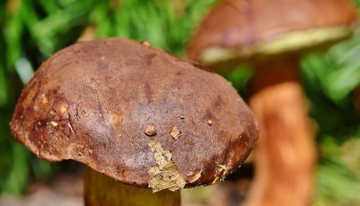 Champignons, comment les cultiver dans la taverne : la méthode pour les amener de la cave à la cuisine