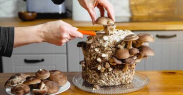 Champignons, comment les cultiver dans la taverne : la méthode pour les amener de la cave à la cuisine