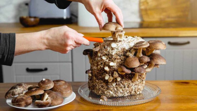 Champignons, comment les cultiver dans la taverne : la méthode pour les amener de la cave à la cuisine