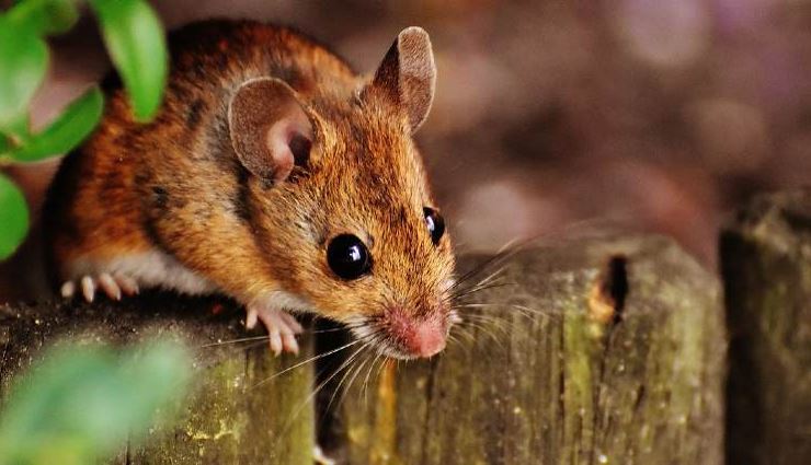 eliminez-les-souris-avec-cette-plante-odorante-devant-votre-porte