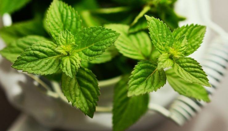 eliminez-les-souris-avec-cette-plante-odorante-devant-votre-porte