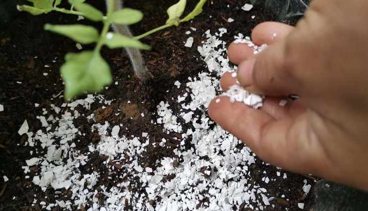 Enterrer un œuf dans votre sol ou votre jardin : que se passe-t-il après 10 jours ?