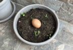 Enterrer un œuf dans votre sol ou votre jardin : que se passe-t-il après 10 jours ?