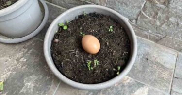 Enterrer un œuf dans votre sol ou votre jardin : que se passe-t-il après 10 jours ?