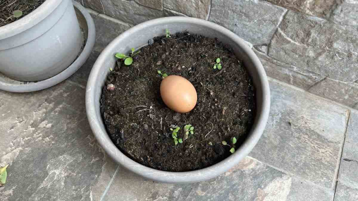 Enterrer un œuf dans votre sol ou votre jardin : que se passe-t-il après 10 jours ?