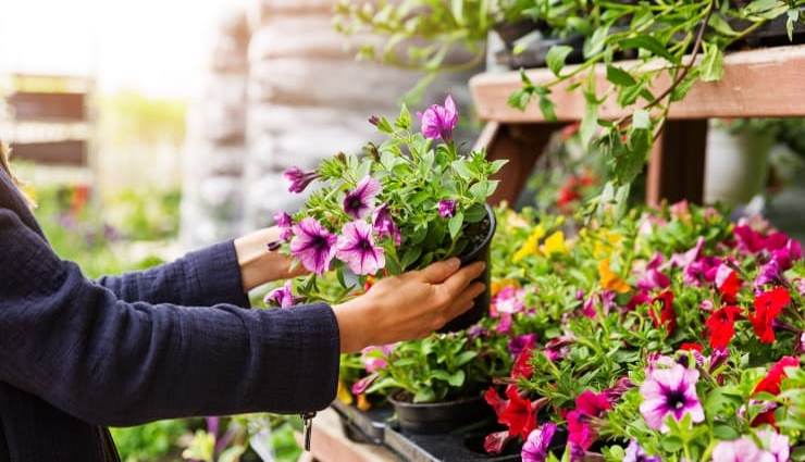 Les orchidées, les pétunias, les roses, les géraniums et bien d'autres plantes fleuriront sans arrêt.