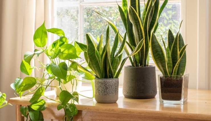 Ne gardez jamais ces 9 plantes dans la maison, elles représentent un réel danger : tenez-les à l'écart.