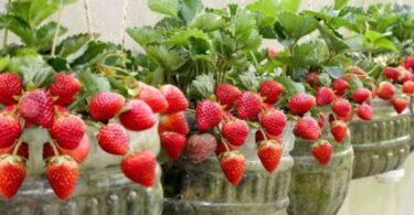 Pas besoin de jardin, voici comment cultiver gratuitement des fraises à la maison