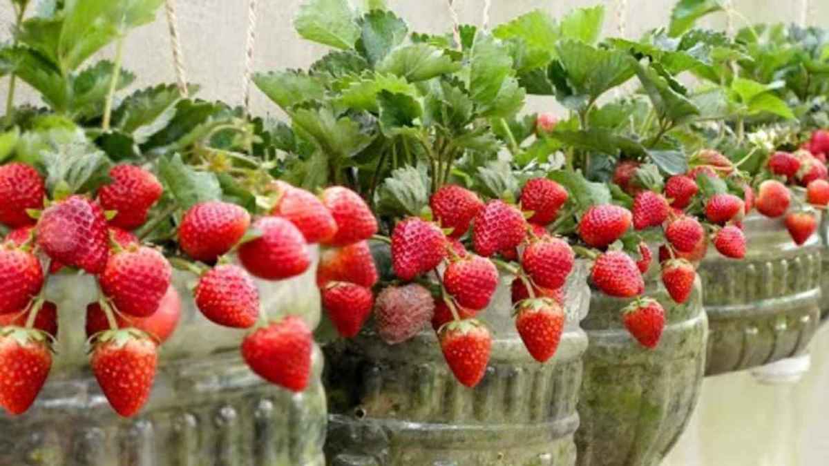 Pas besoin de jardin, voici comment cultiver gratuitement des fraises à la maison