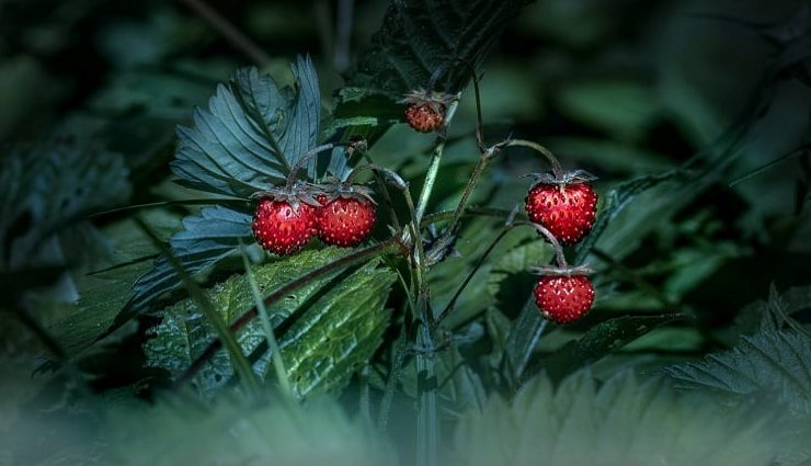 Pas besoin de jardin, voici comment cultiver gratuitement des fraises à la maison