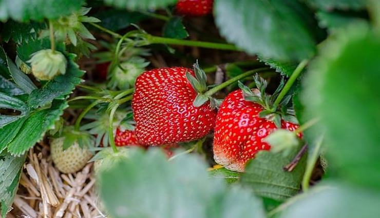 Pas besoin de jardin, voici comment cultiver gratuitement des fraises à la maison