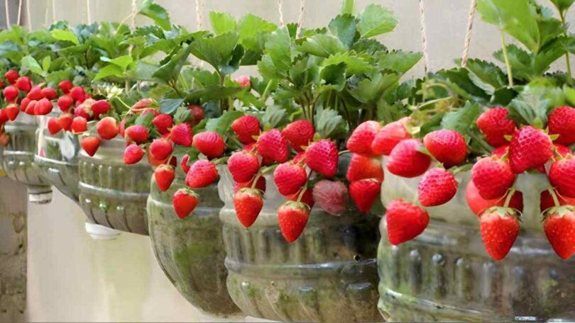 Fraises, ne gaspillez pas votre argent au supermarché : comment les cultiver à la maison ou dans le jardin