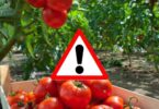 Pesticides dans les tomates, attention à cette variété dangereuse : à éviter
