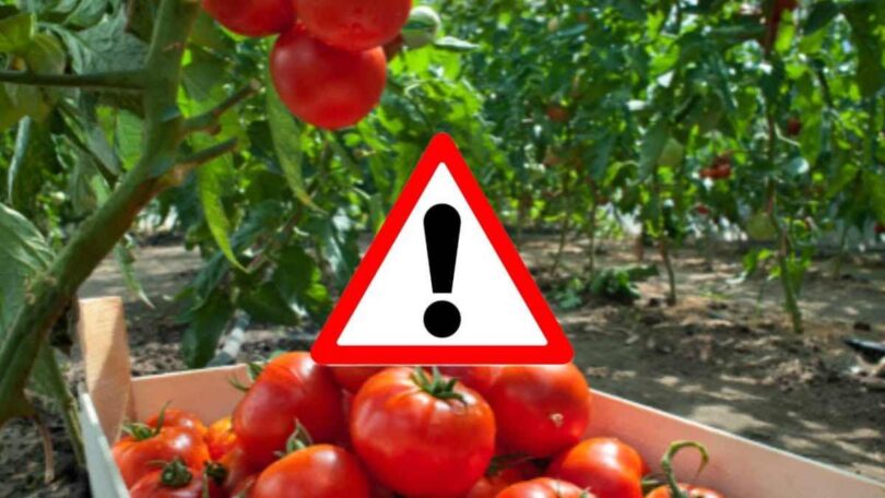 Pesticides dans les tomates, attention à cette variété dangereuse : à éviter